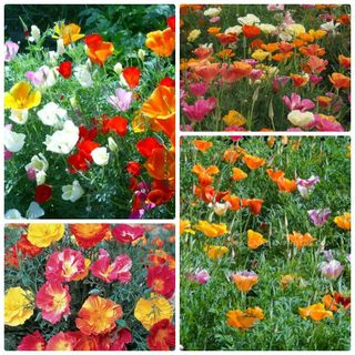 Hạt Giống Hoa Kim Anh (Hoa Poppy) Mix Màu: 1000 HẠT/BAO