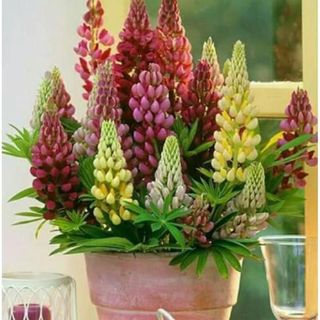 Hạt Giống Hoa Đậu Lupin Mix Màu (100GRAM/BAO)