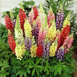 Hạt Giống Hoa Đậu Lupin Mix Màu (100GRAM/BAO)