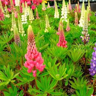 Hạt Giống Hoa Đậu Lupin Mix Màu (100GRAM/BAO)