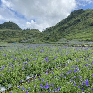 Hạt Giống Hoa Cát Cánh Xanh (300 HẠT/BAO)