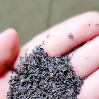 Hạt Giống Hoa Cúc Mắt Rắn (100 GRAM/BAO)