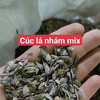 Hạt Giống Hoa Cúc Lá Nhám Mix Màu (100 GRAM/BAO)