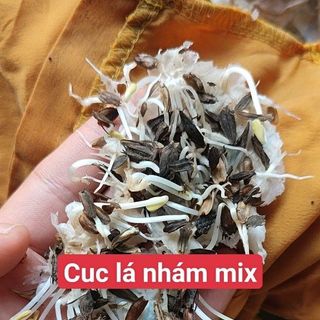Hạt Giống Hoa Cúc Lá Nhám Mix Màu (100 GRAM/BAO)