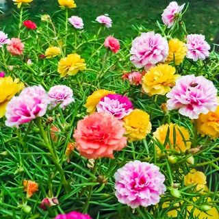 Hạt Giống Hoa Mười Giờ Mỹ Cánh Kép Mix Màu (100 GRAM/BAO)