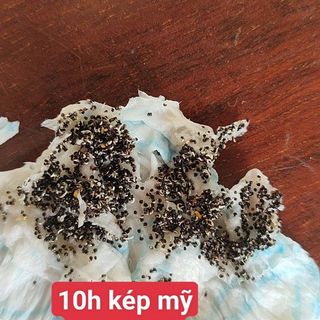 Hạt Giống Hoa Mười Giờ Mỹ Cánh Kép Mix Màu (100 GRAM/BAO)
