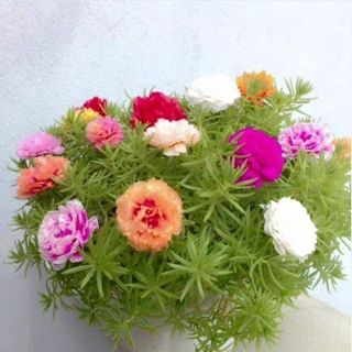 Hạt Giống Hoa Mười Giờ Mỹ Cánh Kép Mix Màu (100 GRAM/BAO)