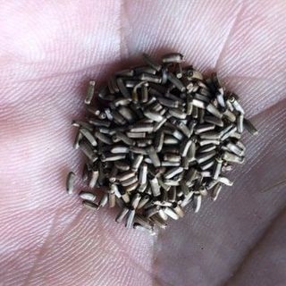 Hạt giống hoa Cúc bất tử mix màu (100GRAM/BAO)