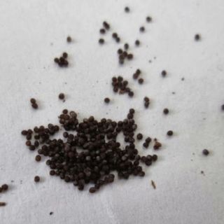 Hạt Giống Hoa Dạ Yến Thảo Rủ Mix (100 GRAM/BAO)