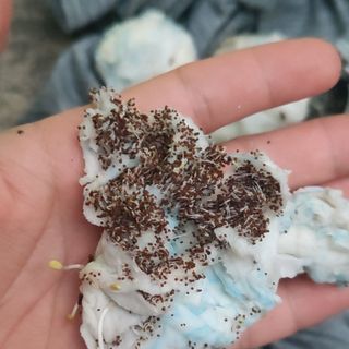 Hạt Giống Hoa Dạ Yến Thảo Rủ Mix (100 GRAM/BAO)