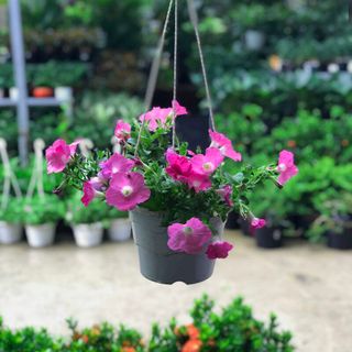 Hạt Giống Hoa Dạ Yến Thảo Rủ Mix (100 GRAM/BAO)