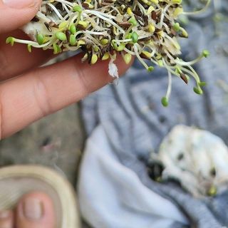 Hạt Giống Hoa Cúc Magic Nhiều Màu (100 GRAM/BAO)