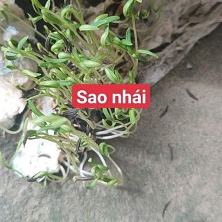Hạt giống hoa Cúc sao nhái mix màu (100 GRAM/BAO)