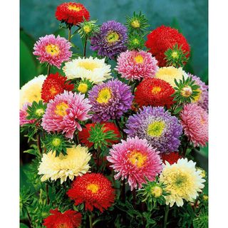 Hạt Giống Hoa Cúc Magic Nhiều Màu (100 GRAM/BAO)