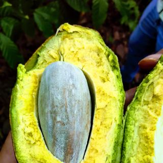 Bơ 034 đông lạnh loại 1