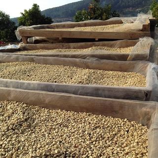 Cà phê hạt - Robusta s18
