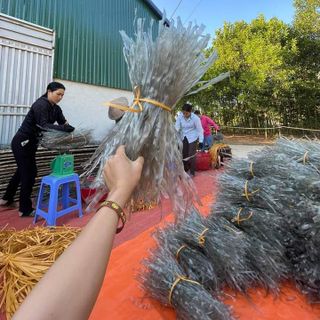 Miến rong sợi to điện biên