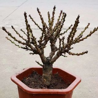 Hoa đào thất thốn bán sỉ theo thùng 8 chậu