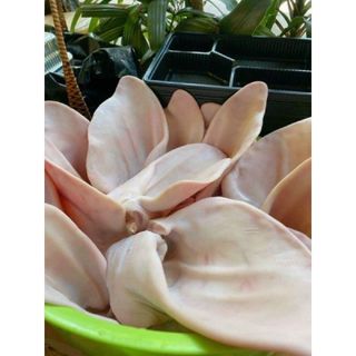 Lổ Tai heo tươi nhập khẩu 900g (giao tphcm)