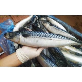 Cá SAPA Nhật 1kg giá sỉ