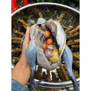 GÀ ÁC 1 con (300g-500g con có trứng con không có trứng)