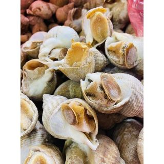 Ốc Bulot Pháp hàng công ty size 20-30 con 1kg (giao tphcm