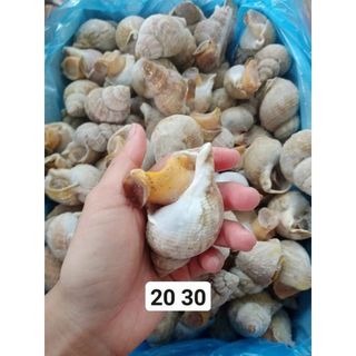 Ốc Bulot Pháp hàng công ty size 20-30 con 1kg (giao tphcm