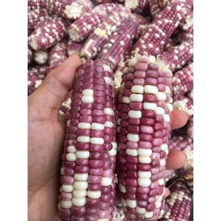 Bắp bung Điện Biên 1kg