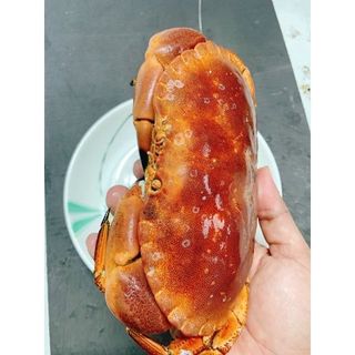 Cua Nâu Nauy bao gạch bao ăn 1 con 900gr đến 1,1kg siêu to ( giao tphcm)