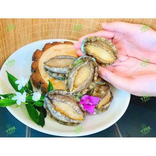 1kg Bào Ngư Y.FISH nhập khẩu net 7 size 18- 20 con (giao tphcm)
