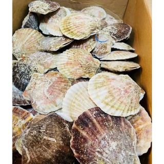 Sò điệp Nhật nguyên con 1kg (7-10 con giao tphcm)