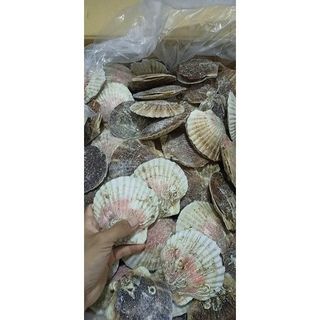 Sò điệp Nhật nguyên con 1kg (7-10 con giao tphcm)