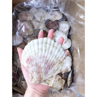 Sò điệp Nhật nguyên con 1kg (7-10 con giao tphcm)