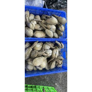 Ốc Vòi Voi size 500g bao ăn (giao tphcm)