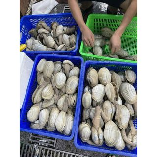 Ốc Vòi Voi size 500g bao ăn (giao tphcm)