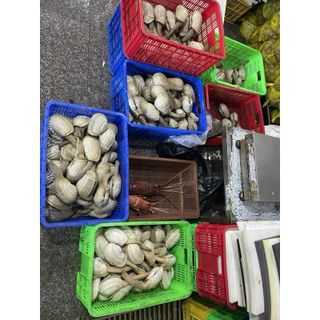 Ốc Vòi Voi size 500g bao ăn (giao tphcm)