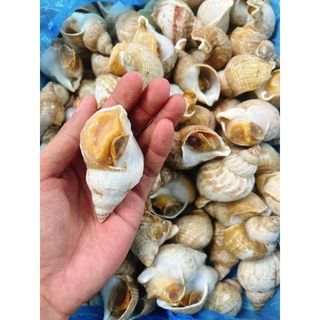 Ốc BULOT sạch không cát 20-30con kg (giao tphcm) bịch 1kg y hình