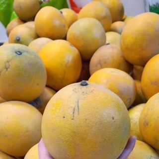 Bưởi diễn loại 1 chính hiệu, cam kết, bảo hành, bao ăn