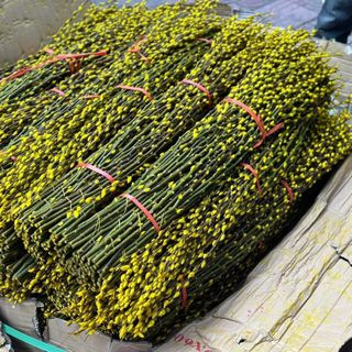 Chuyên Sỉ Nụ Tầm Xuân Giá Rẻ