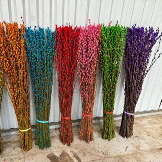 Chuyên Sỉ Nụ Tầm Xuân Giá Rẻ