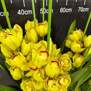 Chuyên sỉ địa lan giá tận gốc phục vụ tết 2024