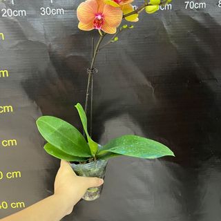 Hoa hồ điệp cốc đủ các màu giá sỉ tận gốc