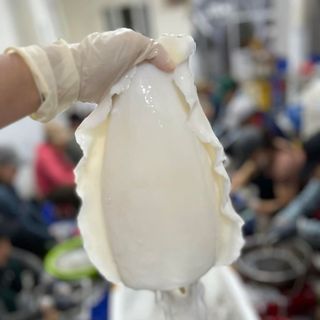 MỰC NANG LỘT LÀM SẠCH HÀNG VIỆT CHẤT LƯỢNG CAO.
