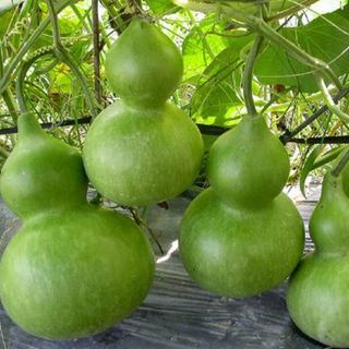 Hạt giống Bầu Hồ Lô (10 HẠT/BAO)