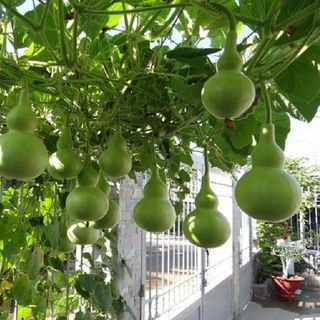 Hạt giống Bầu Hồ Lô (10 HẠT/BAO)