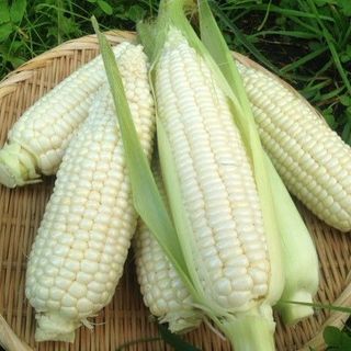 Hạt giống Bắp Nếp Nù (Ngô Nếp), 50 GRAM/BAO