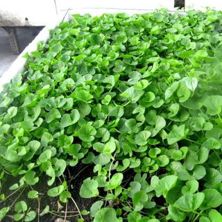 Hạt giống rau Má lá nhỏ (2 GRAM/BAO)