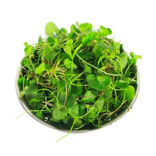 Hạt giống rau Má lá nhỏ (2 GRAM/BAO)