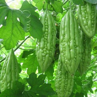 Hạt giống Khổ Qua lai (1 GRAM/BAO)