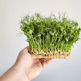 Hạt giống Mầm Đậu Hà Lan (50 GRAM/BAO)